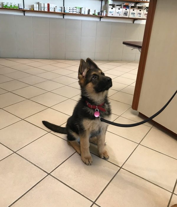 adoption chiot