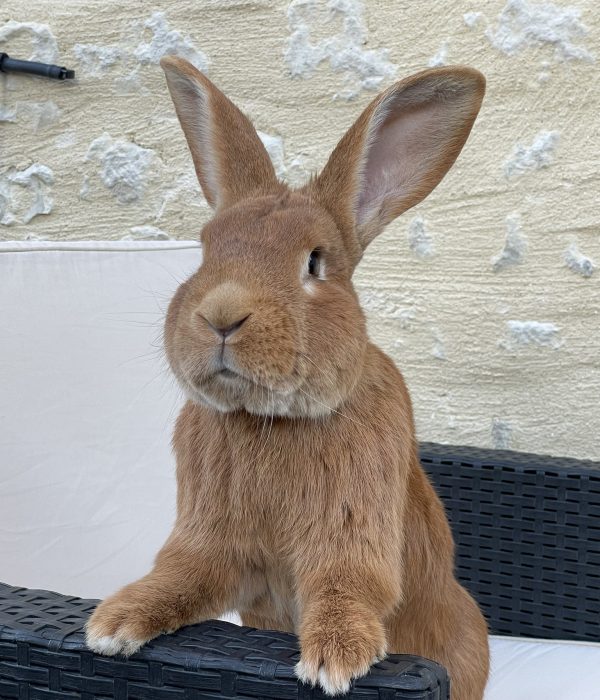 adoption lp