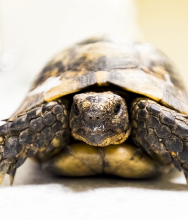 conseil tortue (2) (Medium)